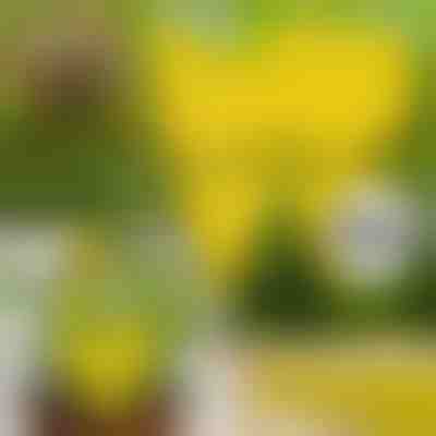 Lepkie Pułapki na Muchy (10 szt.) | BUGILURE