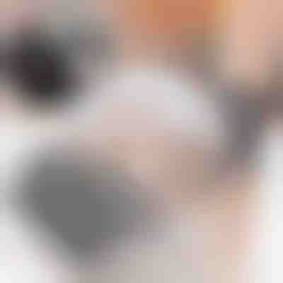 Grzebień narożnikowy do czesania kota (2 sztuki) | PURRCORNER