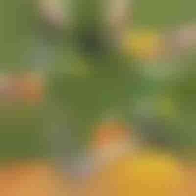 Krajalnica do ananasów | ANANASS