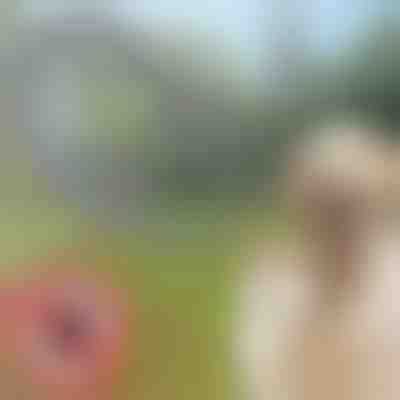 Obroża dla psów i kotów odstraszająca kleszcze i pchły | PETPROTECT