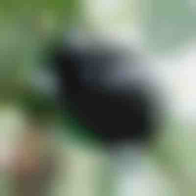 Pudełko do rozmnażania roślin dla zdrowych korzeni (5 sztuk) | ROOTY