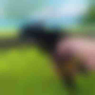 Wytrzymałe narzędzie do opasek kablowych | ZIPFLEX